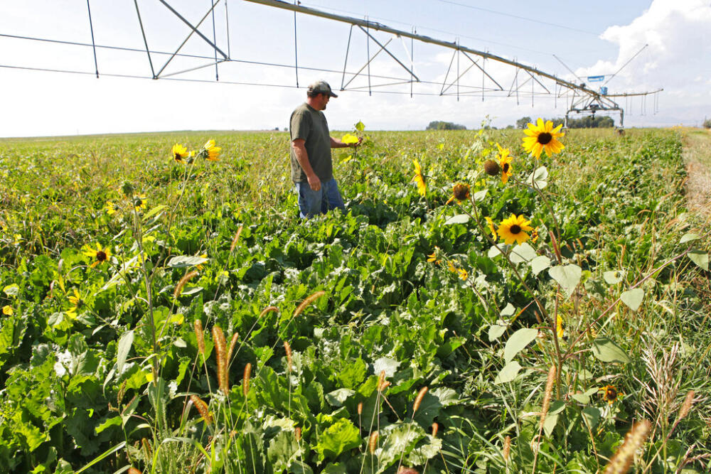 In this photo taken Sept. 9, 2009, farm hand Jason Adler walks through a field of sugar beets full of weeds on the Rasmussen farm near Longmont, Colo. (AP Photo/Ed Andrieski)