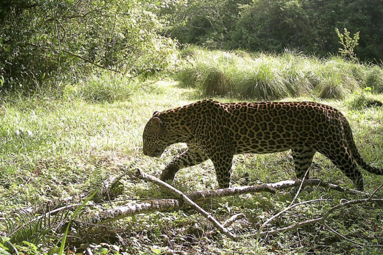 The quest to reconnect imperiled rainforest in West Africa