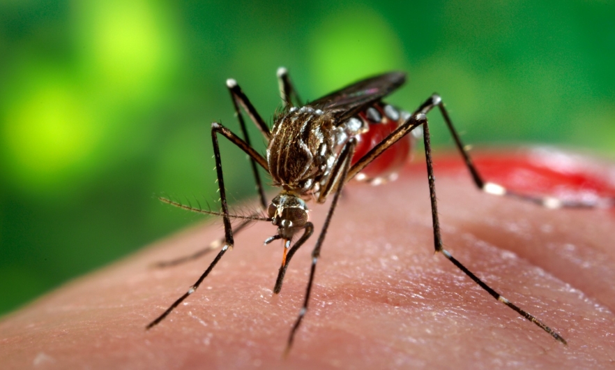 These are the Most Affected Regions for Dengue: Panama Surpasses 2700 Cases