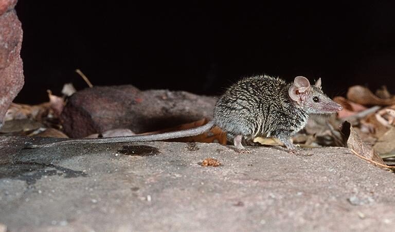 Tiny new marsupial species, not seen in two decades, confirmed from museum specimens