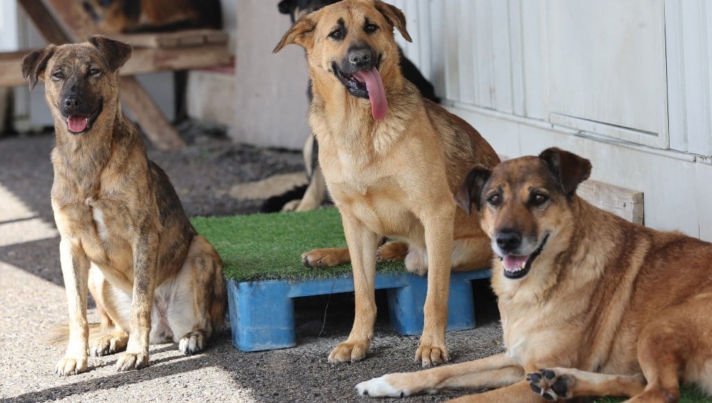 Turkey’s interior minister vows to put all stray dogs in shelters by year-end