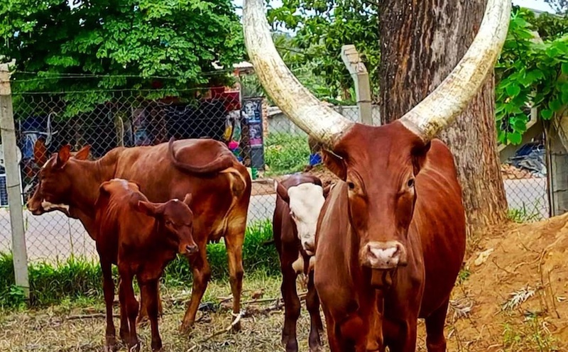 Uganda makes cattle vaccination mandatory