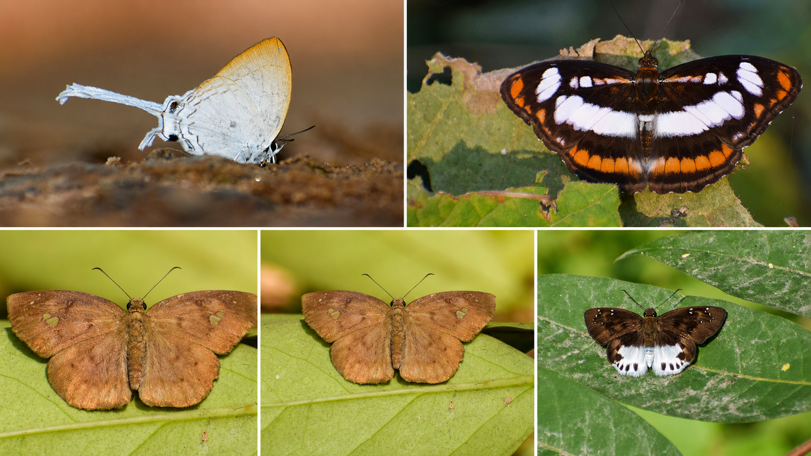 Urban sprawl threatens Guwahati’s butterfly diversity, study finds