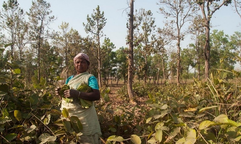 Uttarakhand, Nagaland, Tripura to pilot community-led forest management project