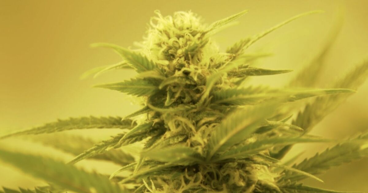 Virginia to allow recreational marijuana in retail stores beginning in 2027