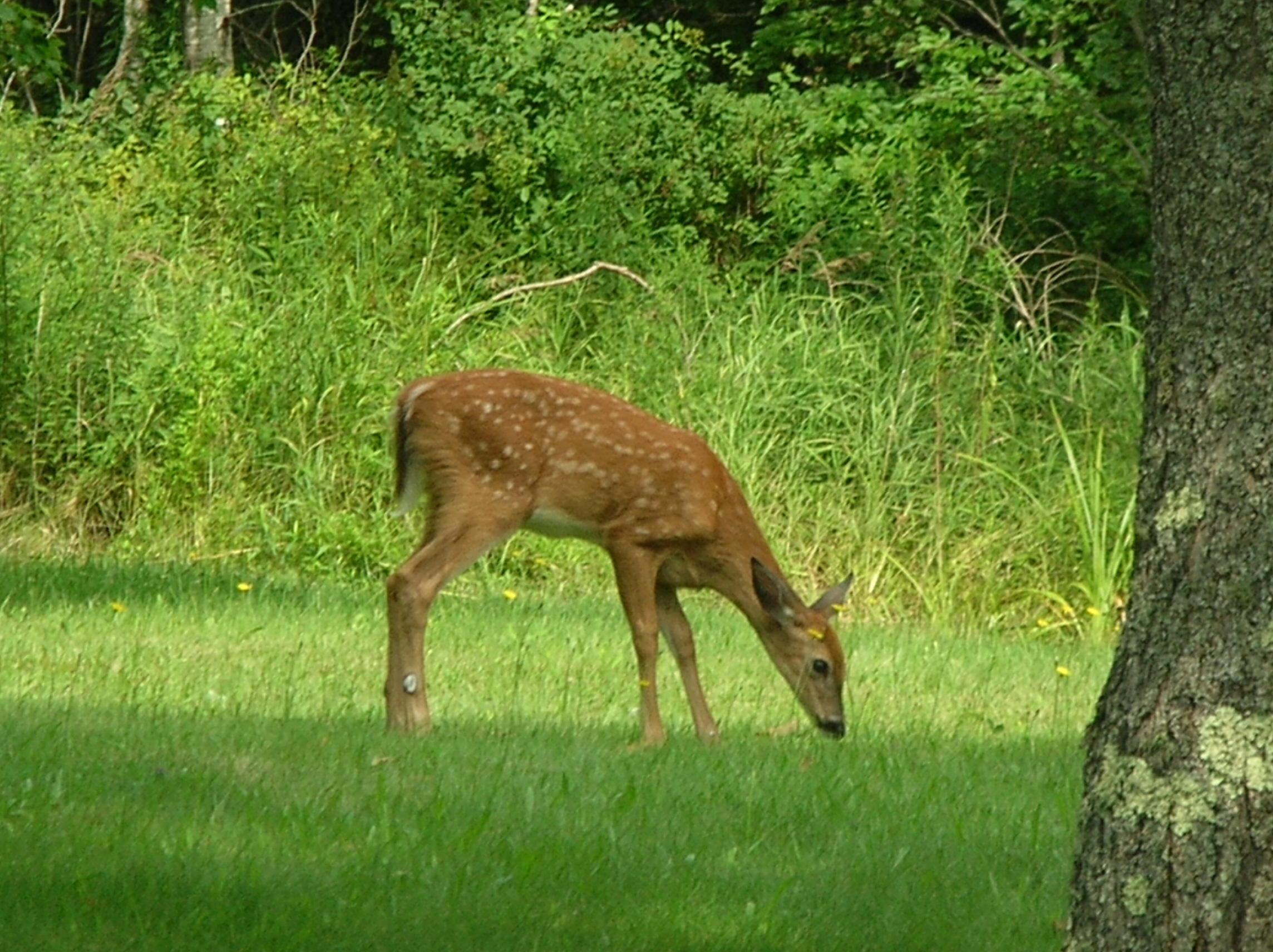 What to do if you find orphaned baby Maine animals