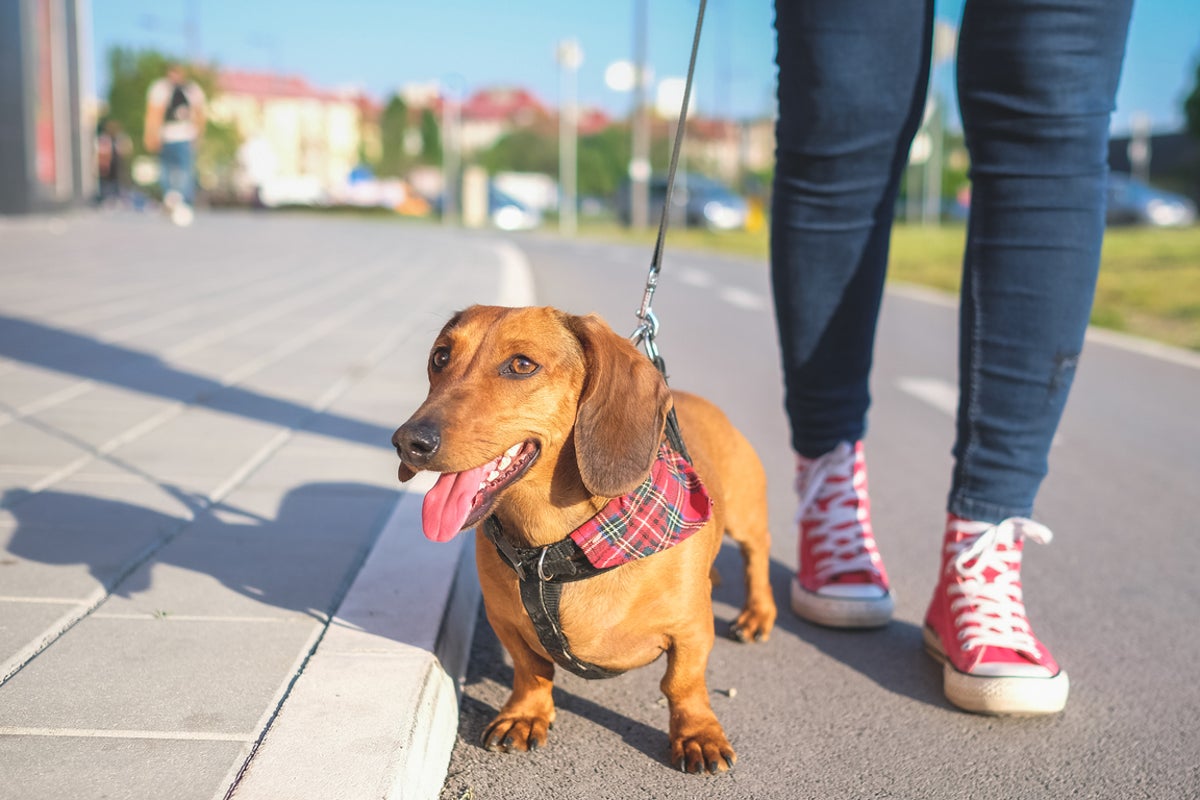 When is it too hot to walk your dog? RSPCA issues warning as temperatures soar