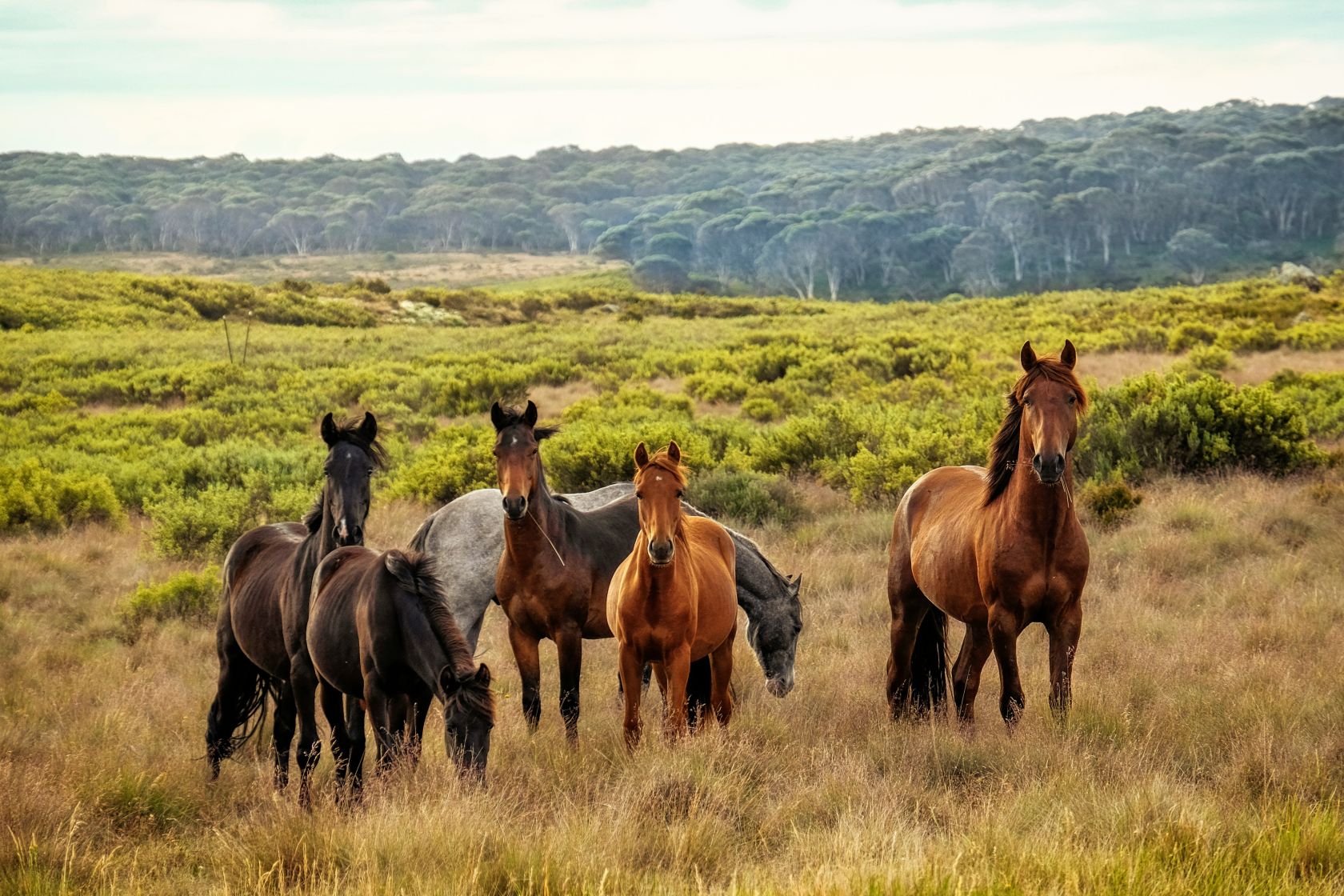 Wild Horses - The Portugal News