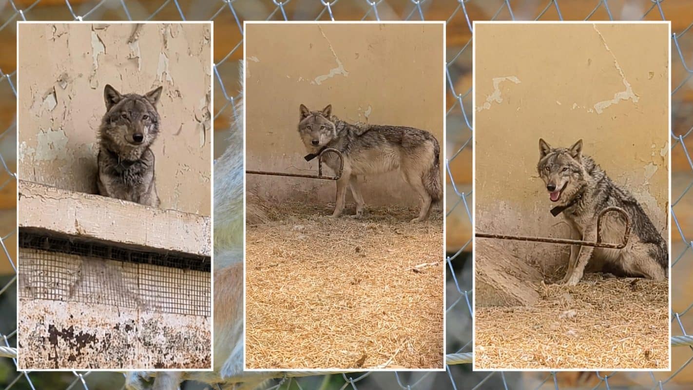 Wolf Caught in City Highlights North Macedonia’s Problem with Rescued Wild Animals
