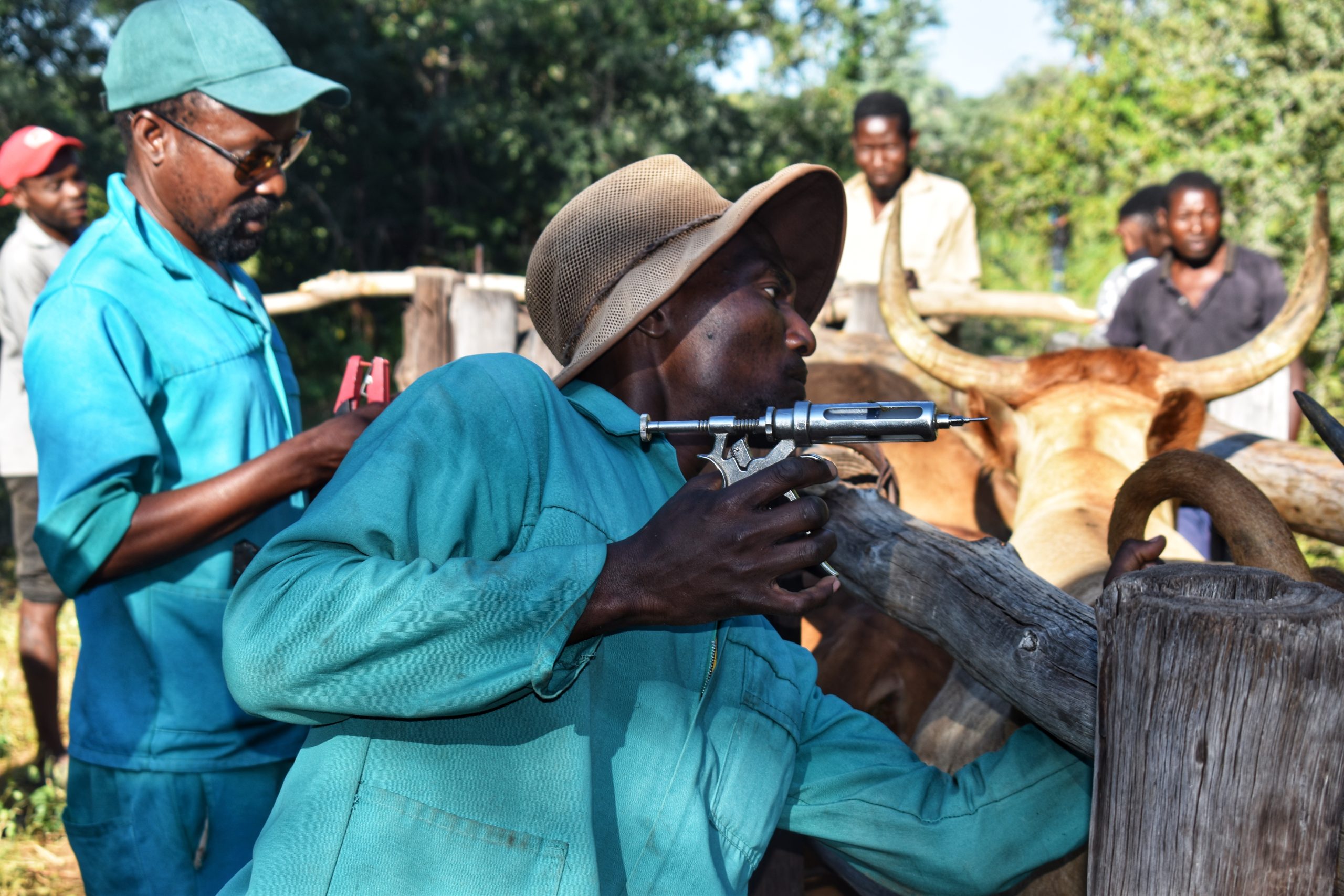 Zambezi farmers call for more clinical veterinary services