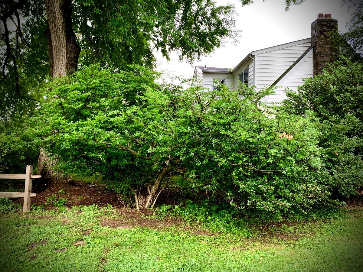 is one growing in your yard right now