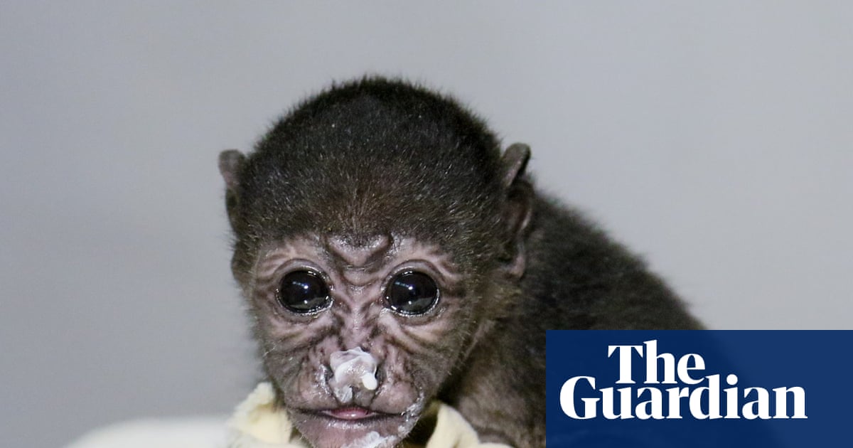 ‘To them a power line is a line of trees’: Costa Rica moves to protect howler monkeys from electrocution | Environment