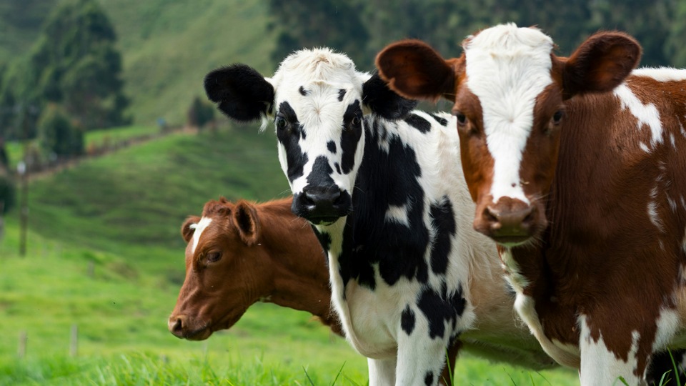 116,000 animals slaughtered without stunning in 2023