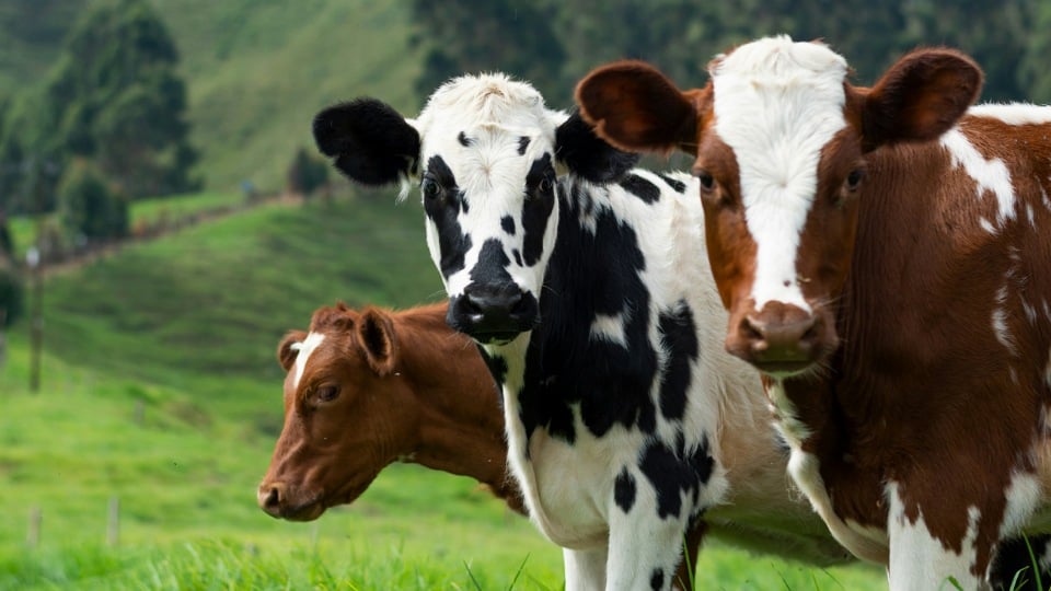 116,000 animals slaughtered without stunning in 2025