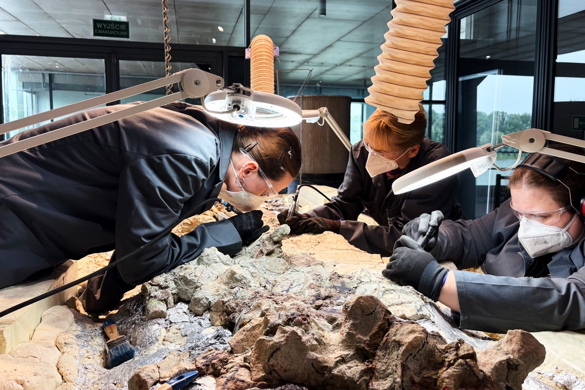 2,000 volunteers join a painstaking effort to restore massive skeleton of prehistoric predator