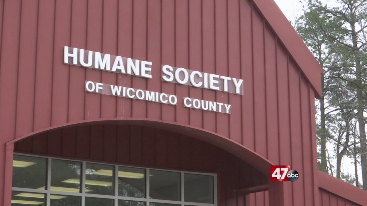 43 dogs, other animals seized from Sharptown property amid animal cruelty investigation