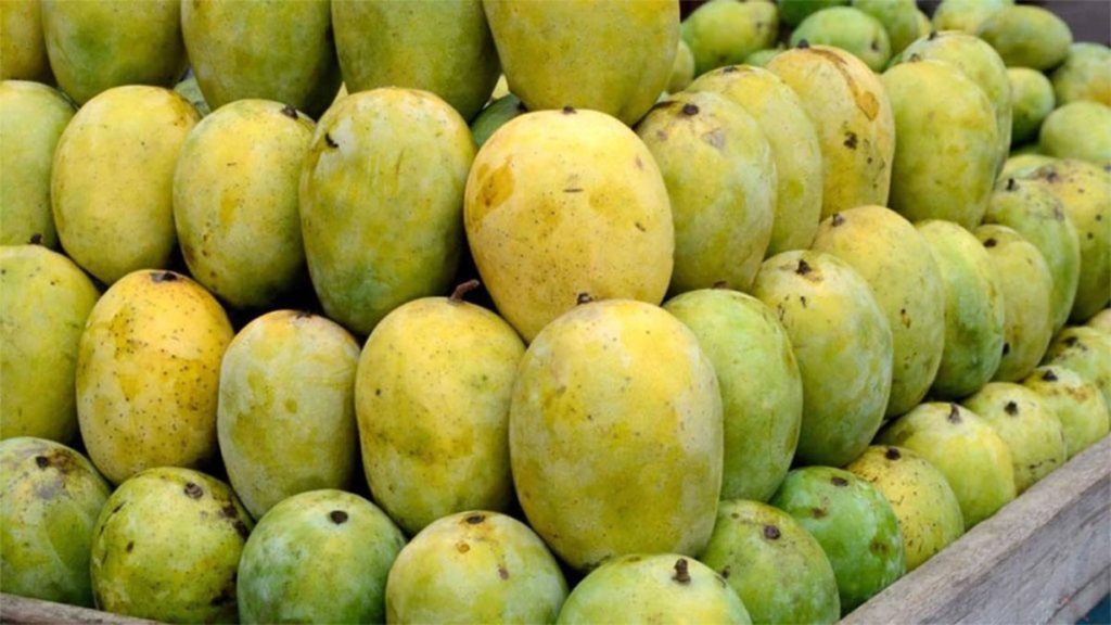 5 ways to safely store a large quantity of mangoes