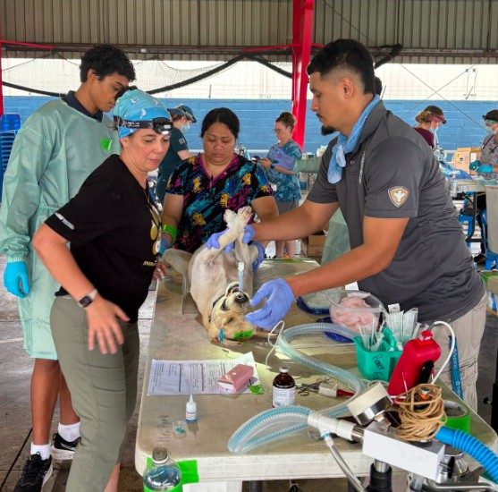 56 surgeries on first day of free spay/neuter clinics