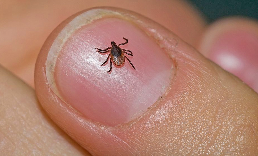 893 scrub typhus cases recorded in Chitwan last fiscal year