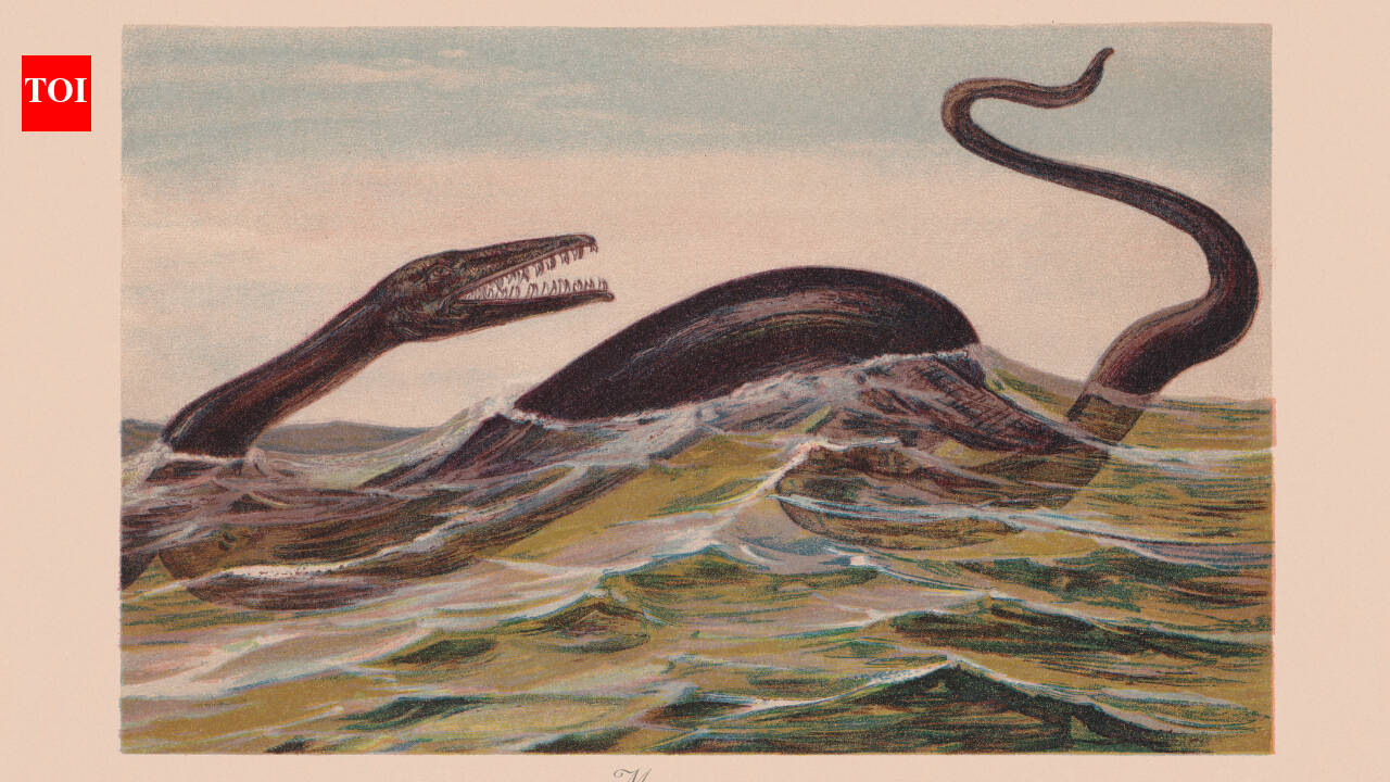 A fossil remained trapped inside a Japanese museum rock for 30 years. Scientists now think it may belong to an unknown sea reptile