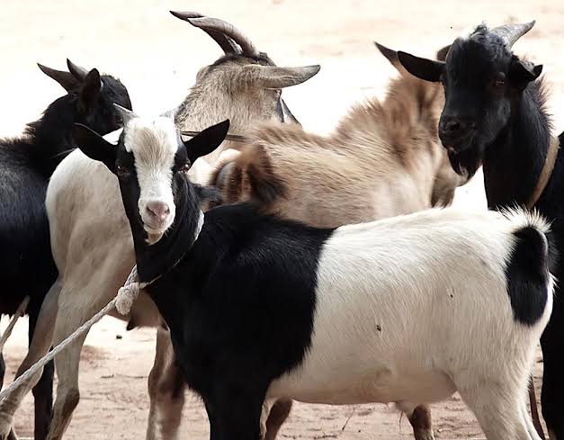 Abyei launches goat distribution programme to support households