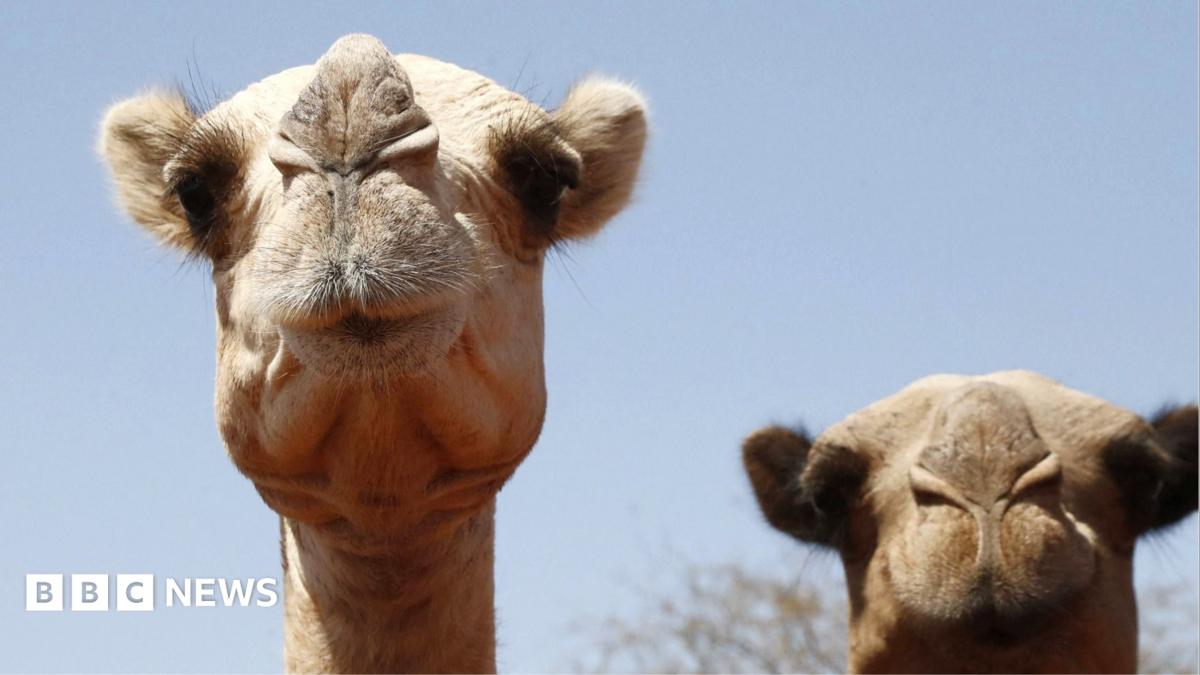 A close-up of a camel on the left with what looks like pursed lips as it arrives at at watering point during a drought near the Kenya-Ethiopia border. To the right out of focus is another camel.