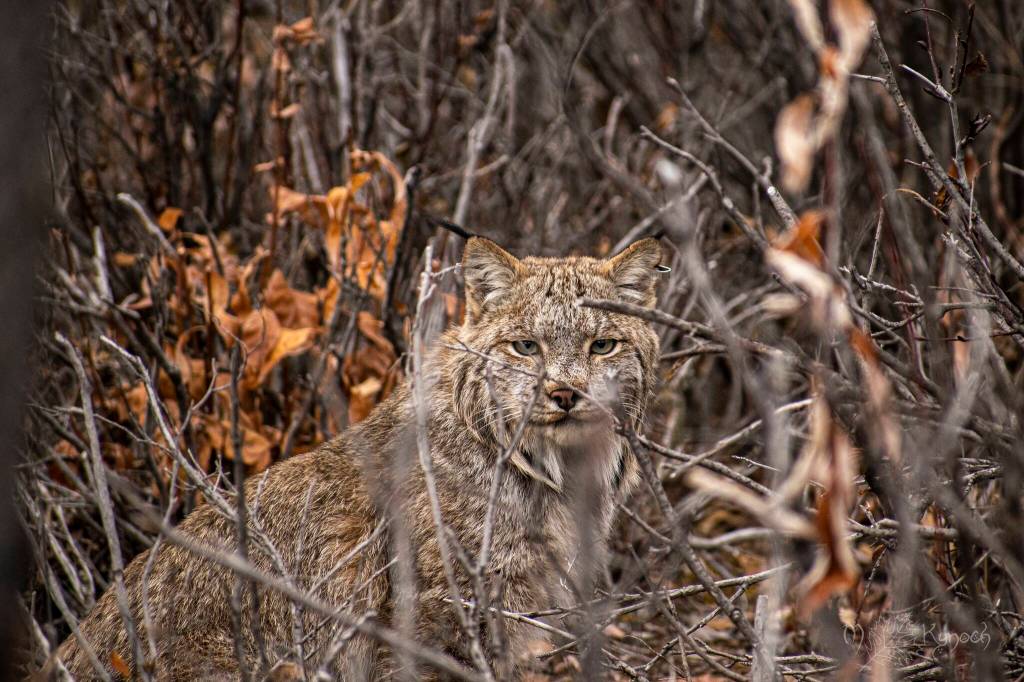Alaska Science Forum: Lynx life near the Haul Road