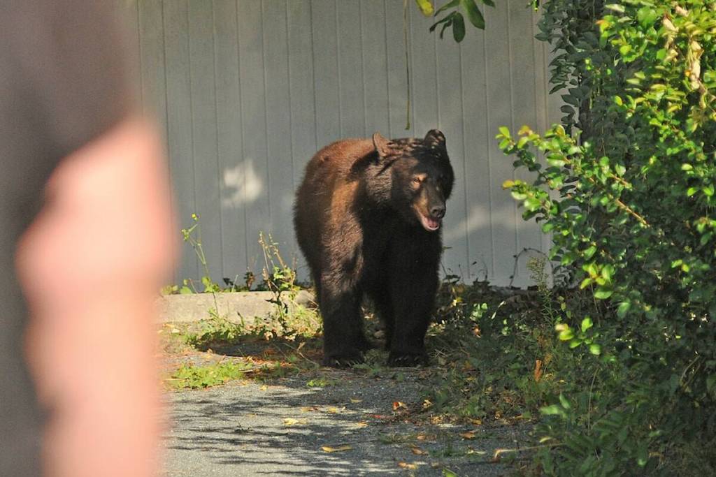 The Department of Fish and Game recommends that people who encounter a bear in the wild should “avoid it and give the bear every opportunity to avoid you.” (Black Press Media file photo)