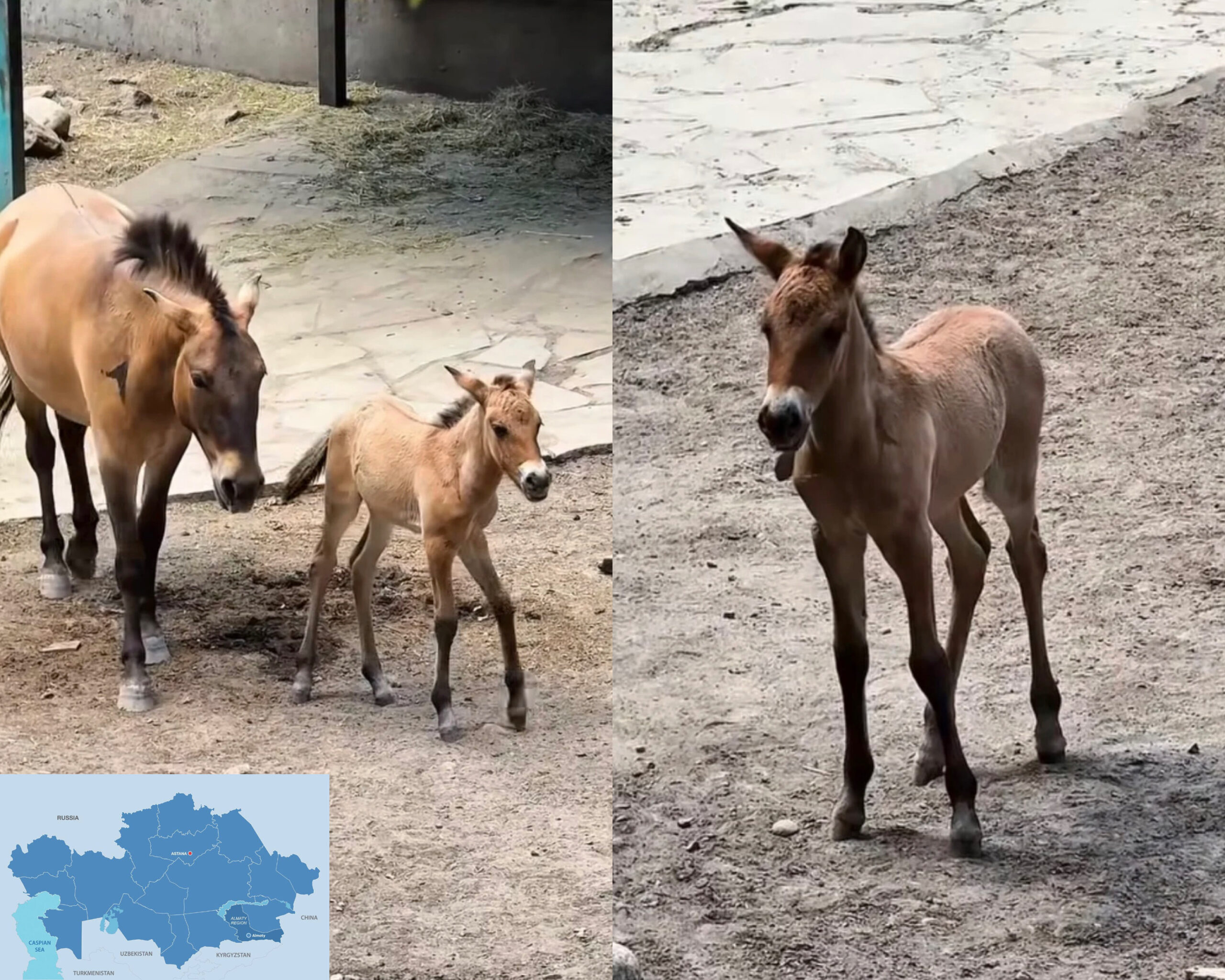 Almaty Zoo Welcomes Przewalski’s Horse Foal