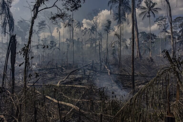 Amazon deforestation falls to 10-year low in first half of 2026