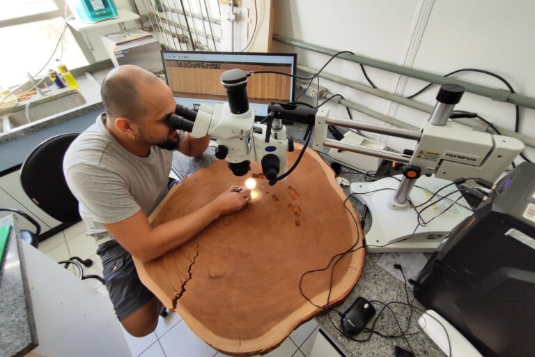 Amazon tree rings reveal more intense drought and rainfall in the rainforest
