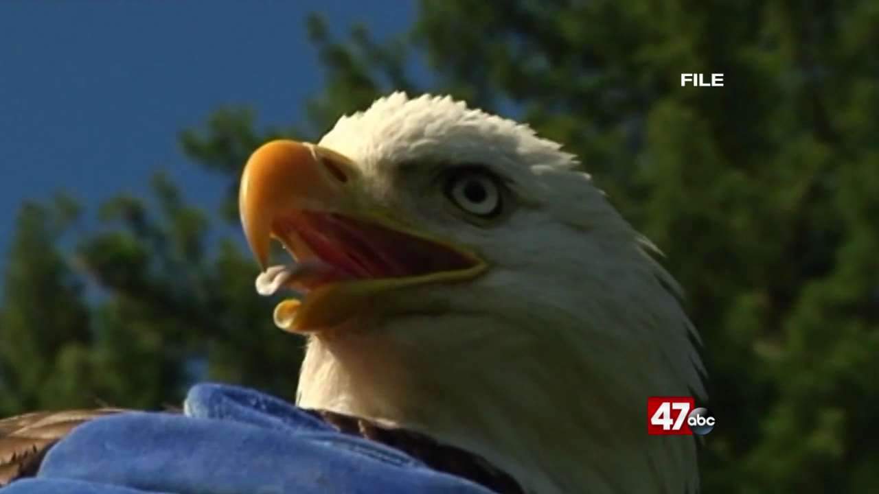 America 250: Celebrating a Ubiquitous American Icon