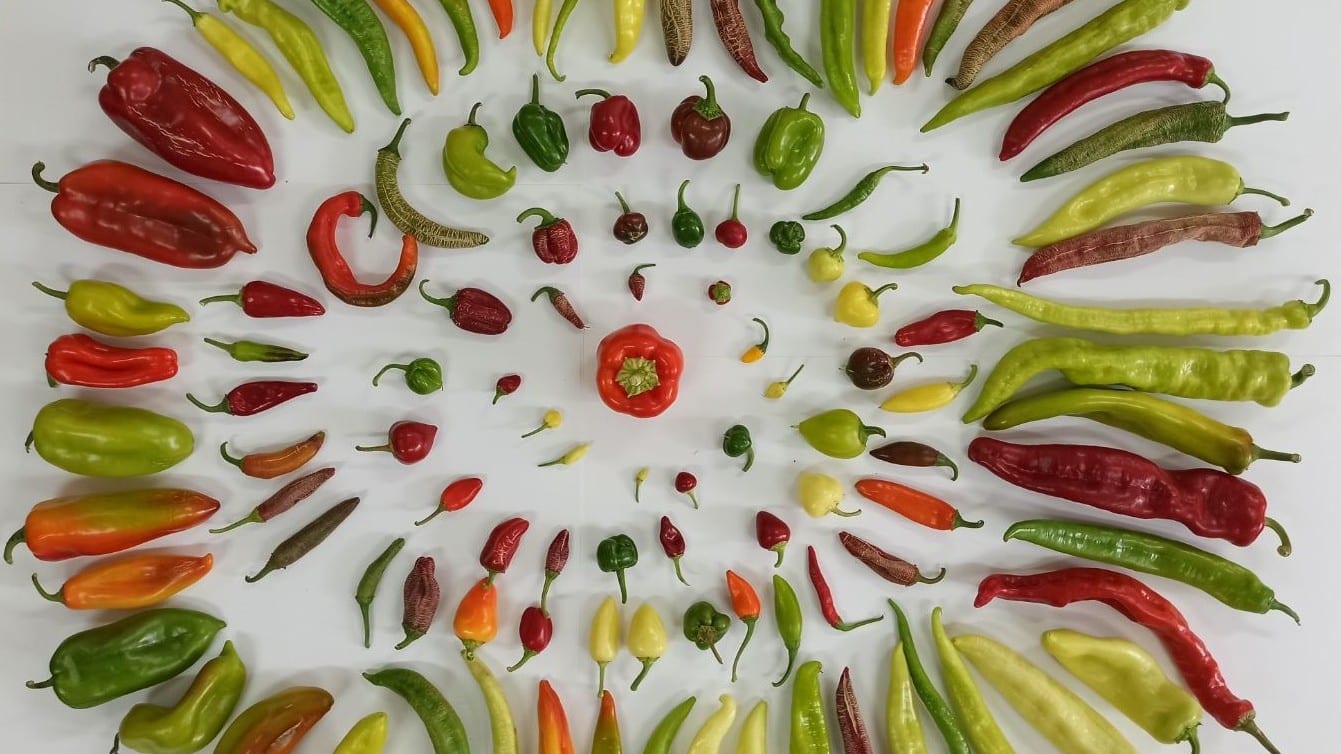 Ancient Seeds, Lost Beans: The Professor Saving North Macedonia's Vanishing Crops
