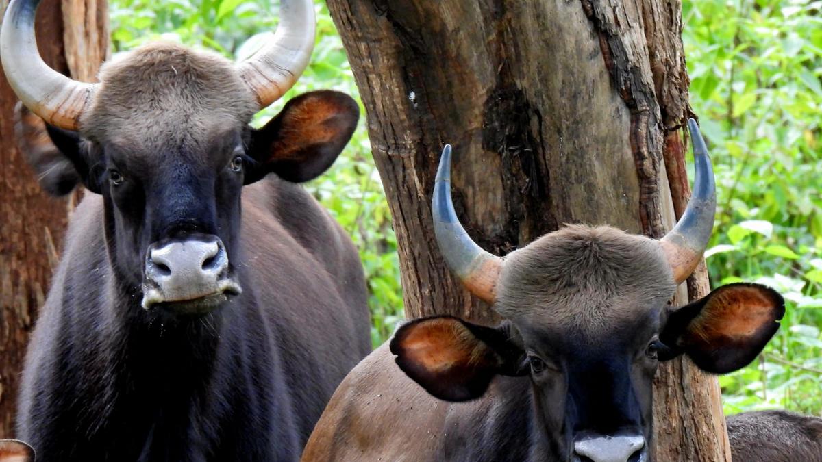 Andhra Pradesh to bring gaurs from central India to feed Nallamala’s tigers