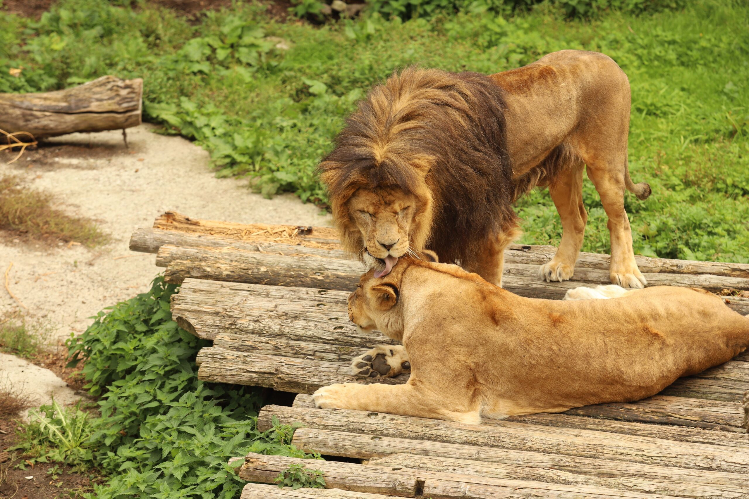 Animal Rights Group Calls for End to Breeding at Zagreb Zoo After Lioness' Death