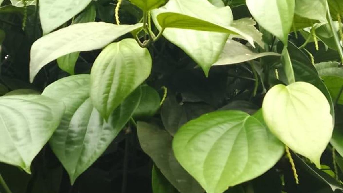 As monsoon rains falter, Wayanad farmers in Kerala fear poor harvest