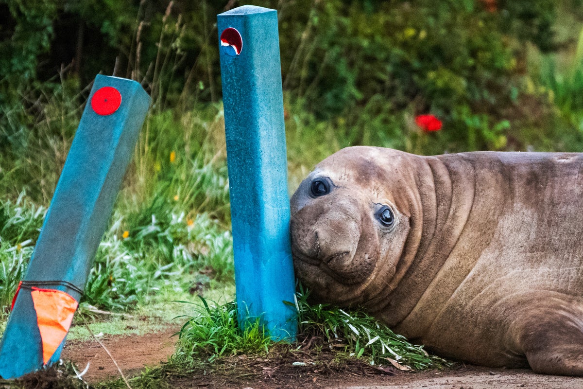 Australian officials ask fans to respect the privacy of Neil, a 1-ton seal who respects nothing