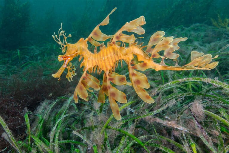 Australia’s seagrass meadows under pressure as climate change turns up the heat