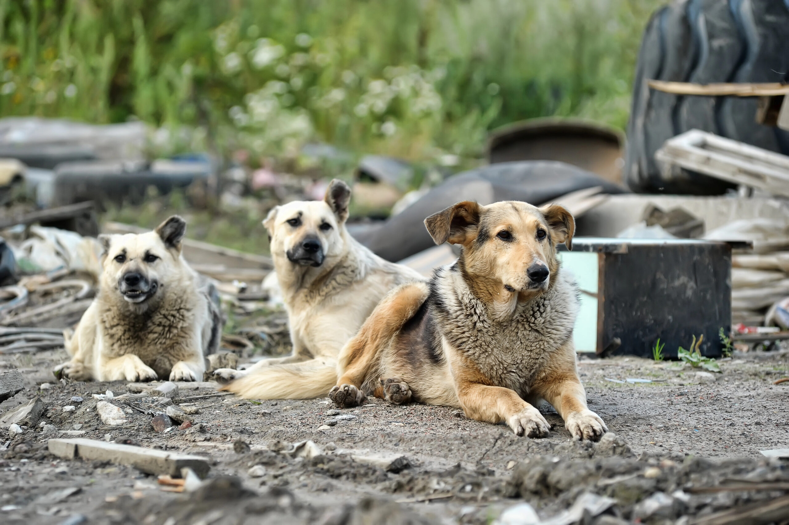 cover Authorities discuss stray dog management in Paphos forest