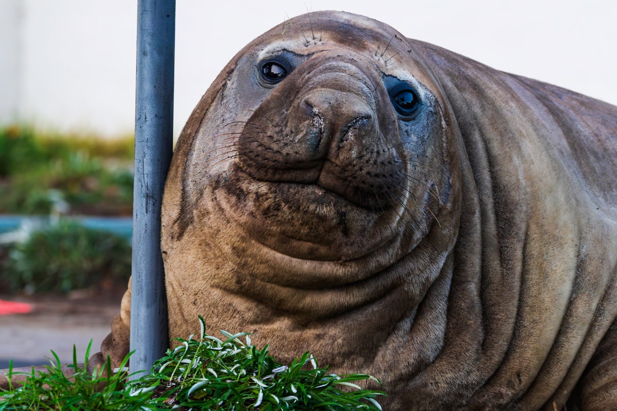 Bad boy elephant seal Neil wreaks havoc across Tasmania sparking public safety fears
