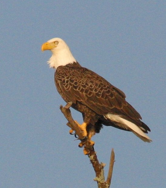 Bald eagles thrive on Georgia's coast