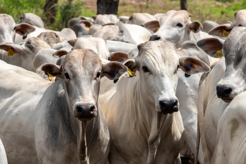 Bananas and Cattle Lead the Agricultural Trade in Panama