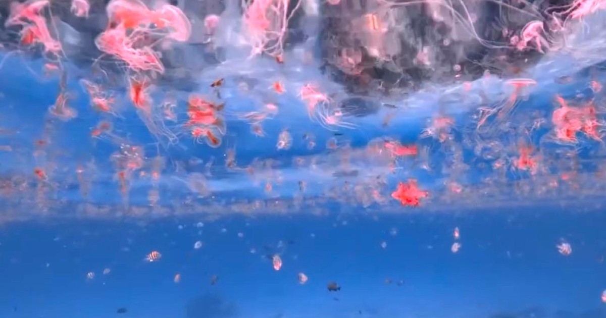 Beachgoers warned of Portuguese man-of-wars in Vietnam’s Nha Trang