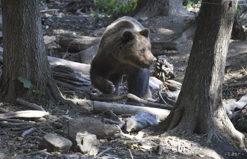 Bear Injures Man in Central Slovak Village, Authorities Issue Warning