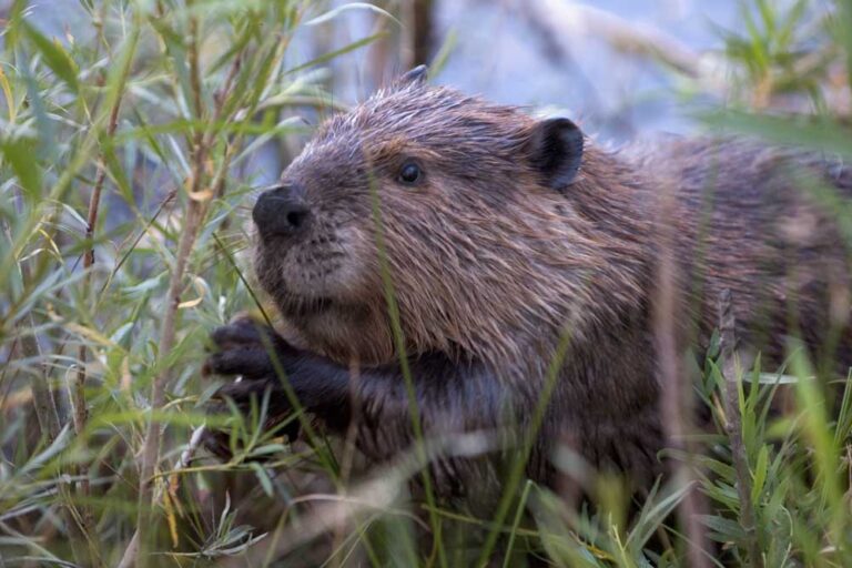 Beavers flourish in tidal habitats in the Pacific Northwest, study finds