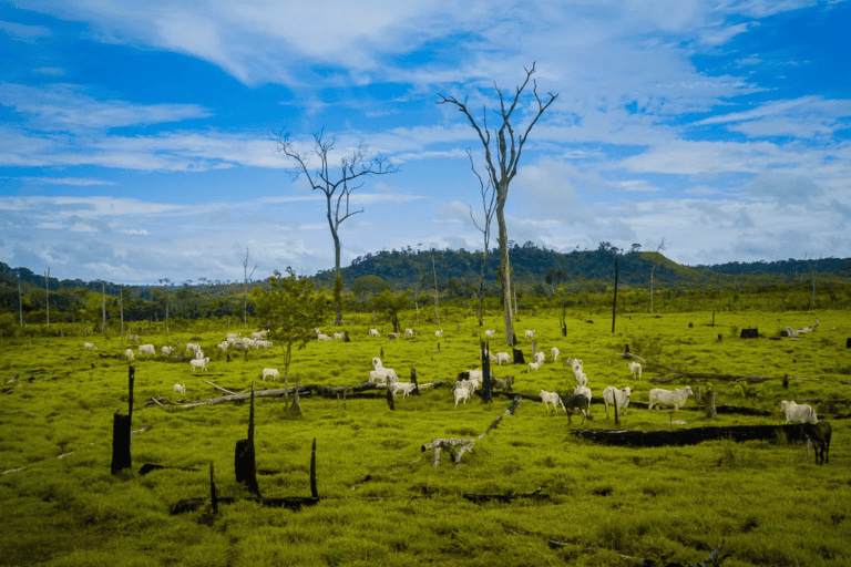 Before giant meat producer JBS expands to Nigeria, people deserve answers (commentary)