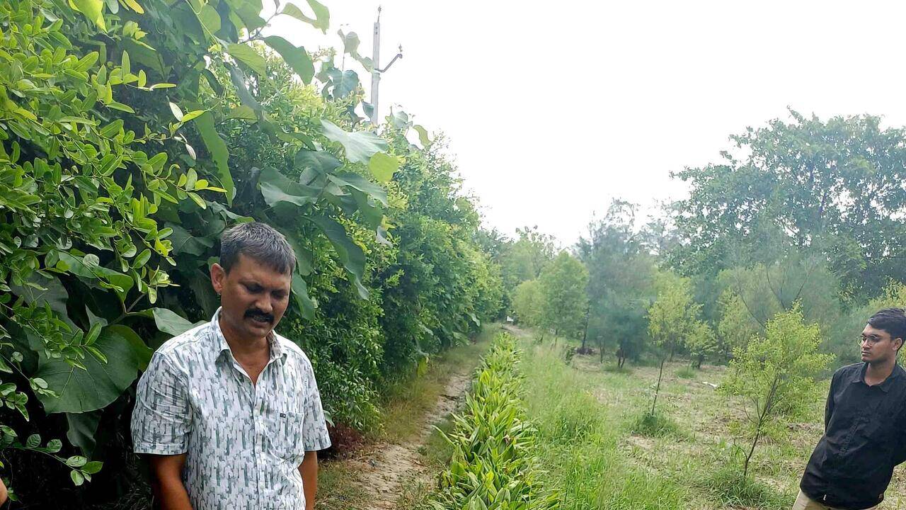 Black turmeric farming, a new buzz among Bundelkhand farmers | Prayagraj News
