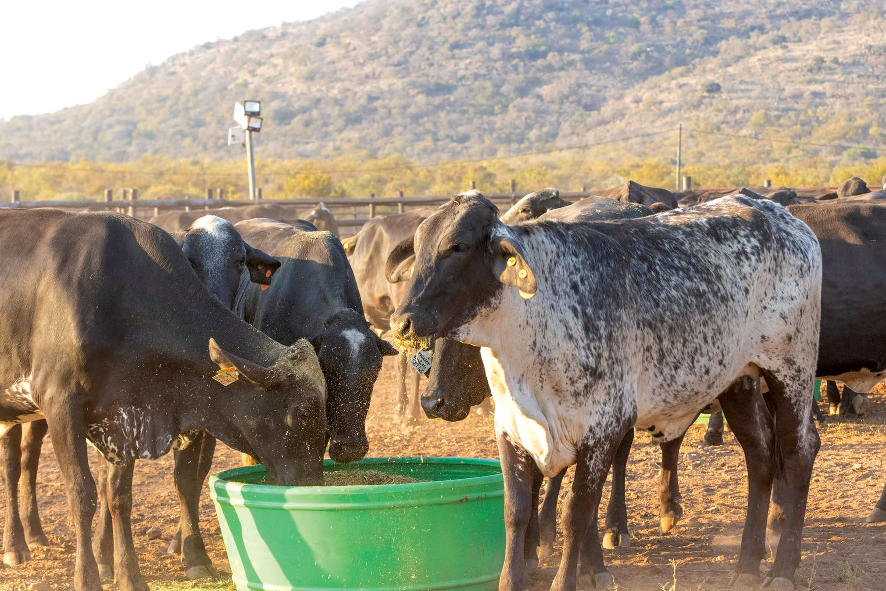 Botswana bets on Brazilian cattle to boost milk production