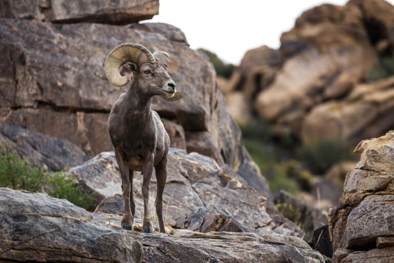California solar project threatens Mojave wildlife corridor, scientists say