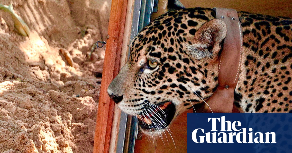 Can Bolivia’s historic big cat release help change jaguar conservation in the country? | Conservation